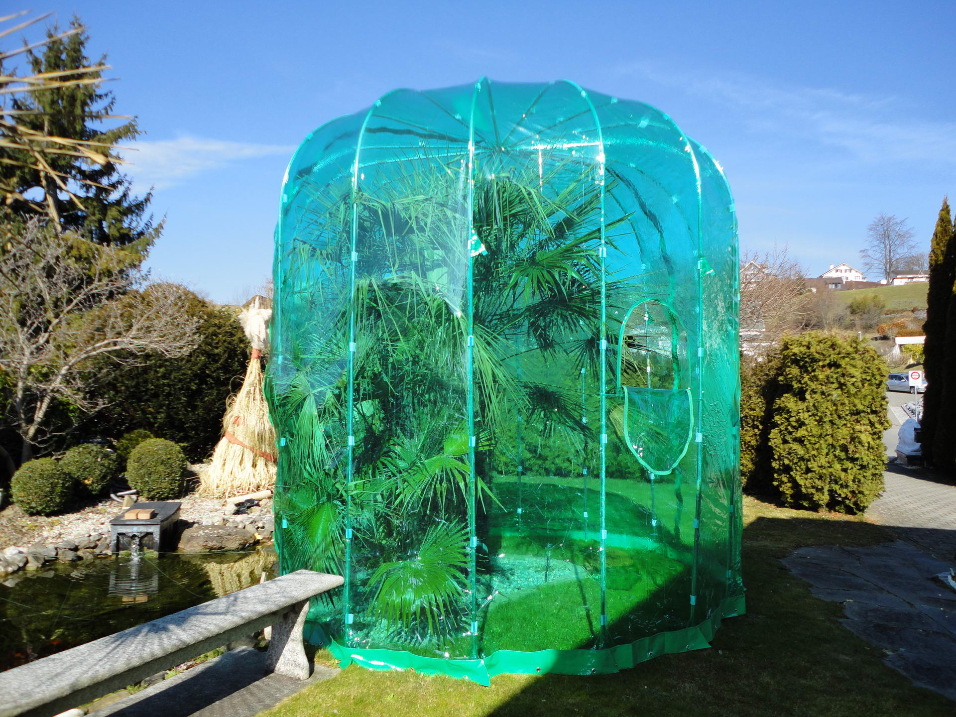 taxus baccata 60 80 cm Eibe (50 - 80 cm) als kräftige wurzelware bei Pflanzhits main image 1